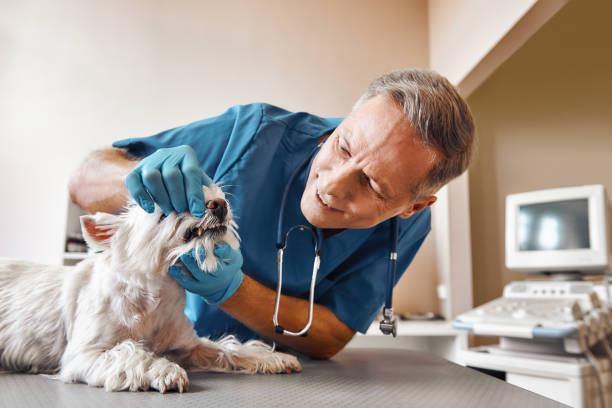 Best Emergency Dental Surgery in Bradford Woods, PA
